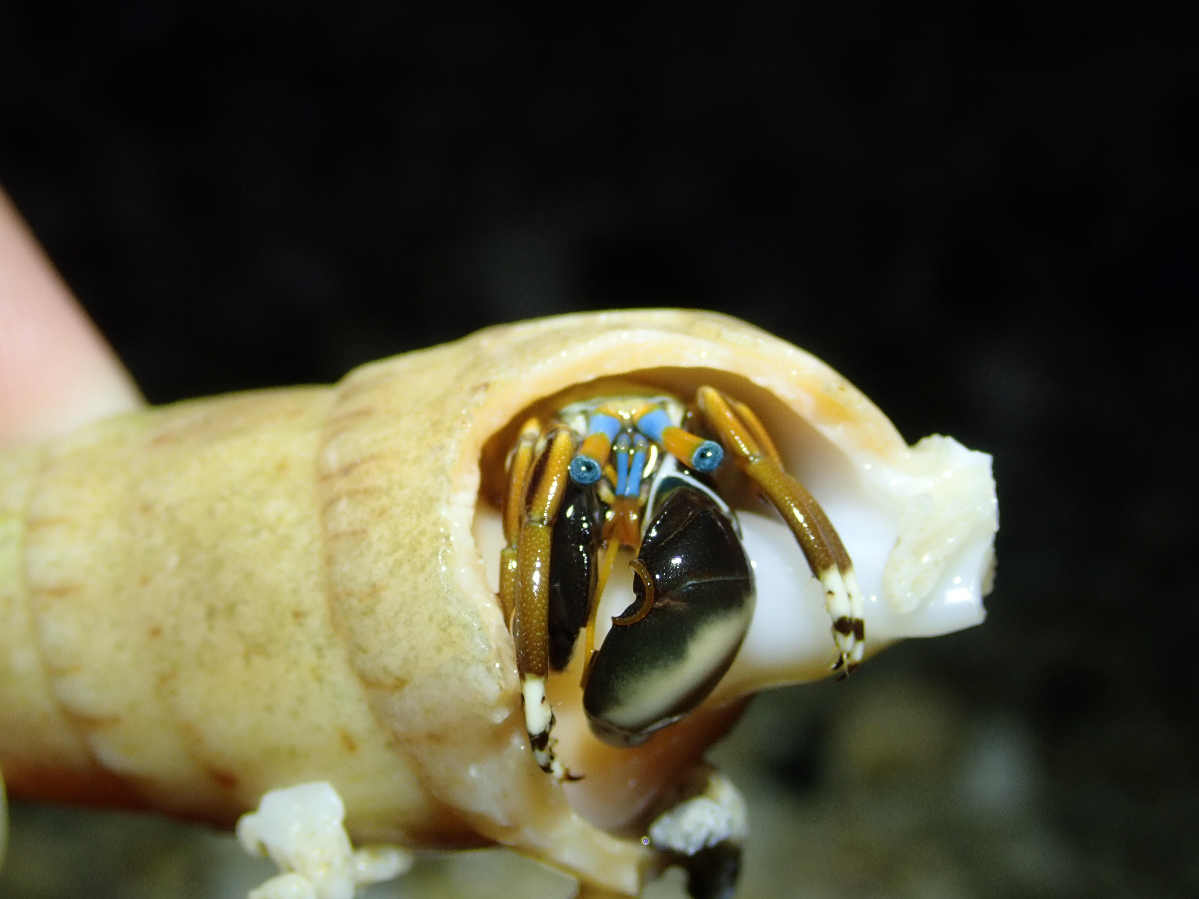 光掌硬殼寄居蟹