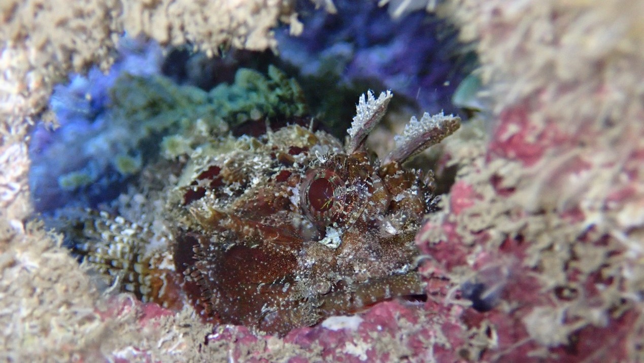 莫三比克圓鱗鮋